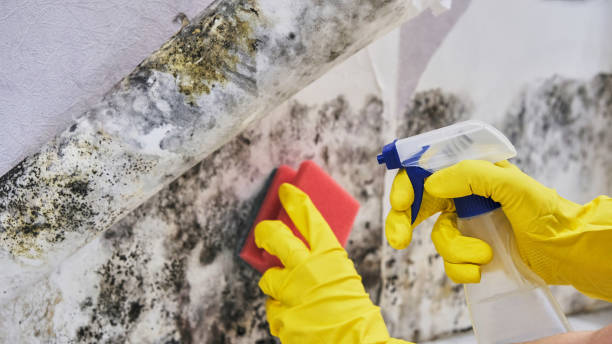 Best Emergency Mold Remediation  in Lake Nacimiento, CA